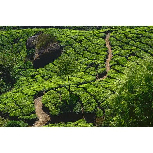 bricoflor20260613072959243461